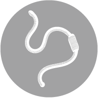 Dino Selenium - Entwarnung bei Drahtbandwürmern