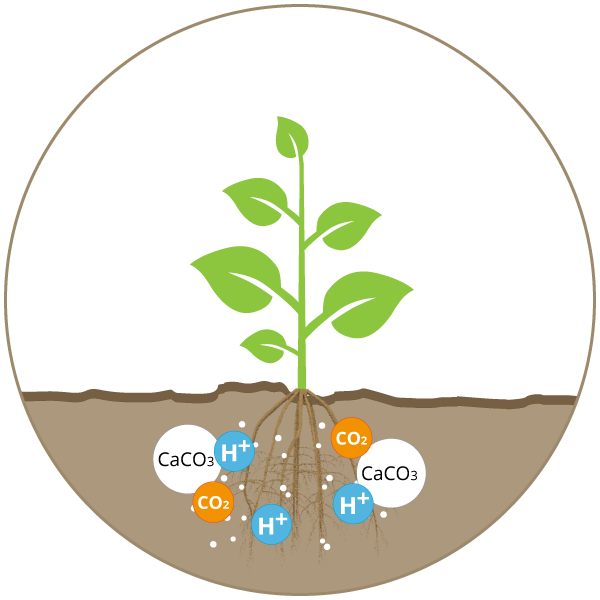 Kalkverlust durch Wurzelatmung & Mineralisation - Kreidekalk in der Landwirtschaft