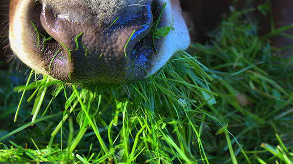 Dino Selenium - Selendepot aufbauen und gut verdauliches organisches Selen zur Verfügung stellen